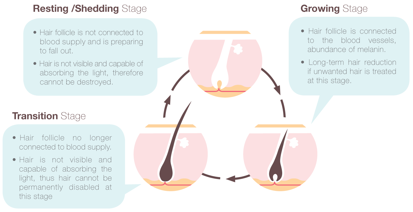 hair-growth-cycle